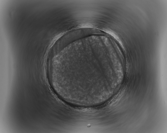 X0000096130385200802151318