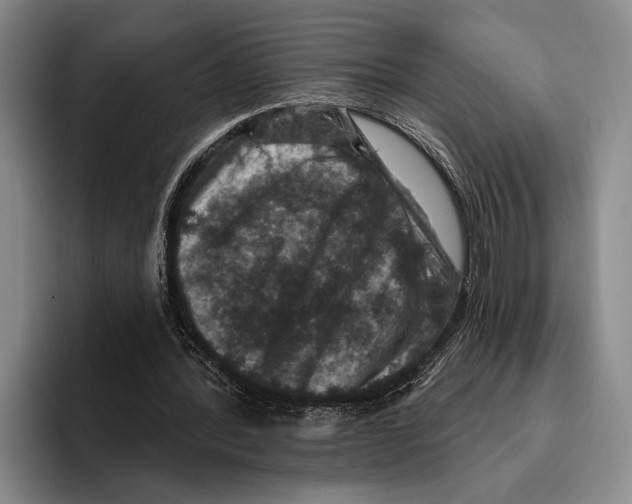 X0000096130388200802151318