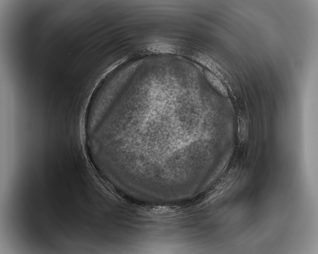 X0000096130390200802151318