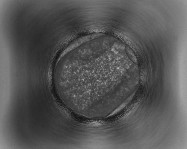 X0000096130402200802151318