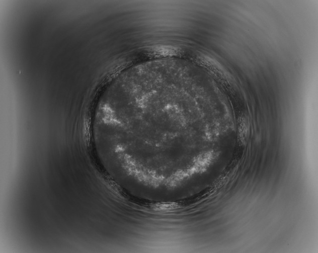 X0000096130410200802151318