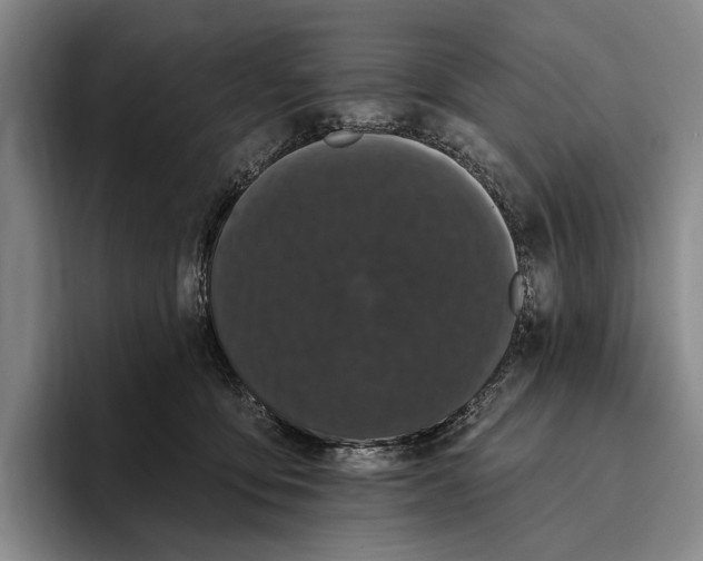 X0000096130419200802151318