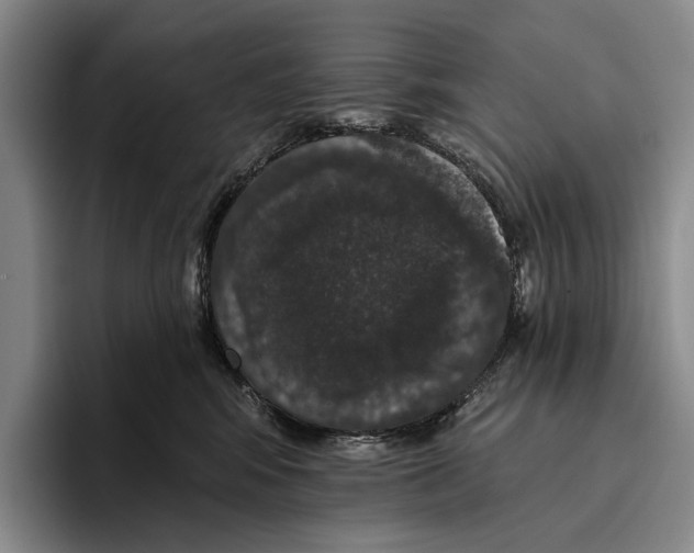 X0000096130424200802151317