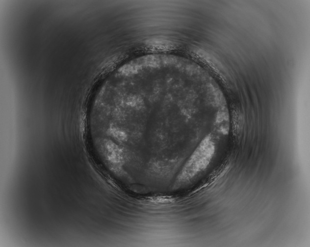 X0000096130451200802151317