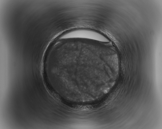 X0000096130488200802151317