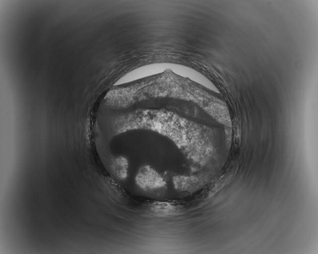 X0000096130519200802151316