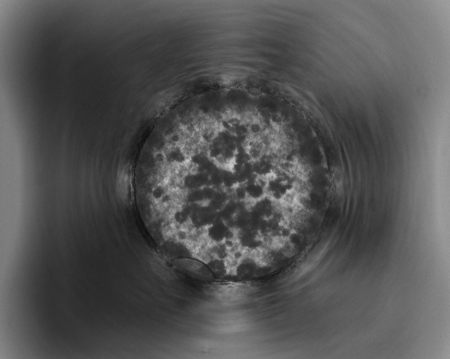 X0000096130527200802151316