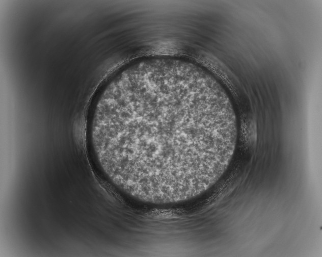 X0000096130534200802151316