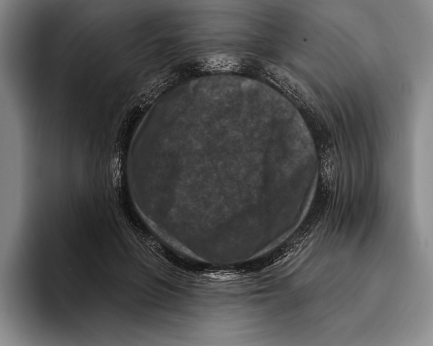 X0000096130551200802151316