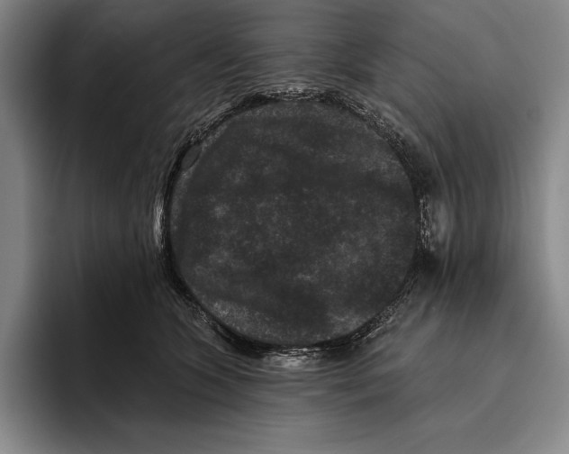 X0000096130563200802151316