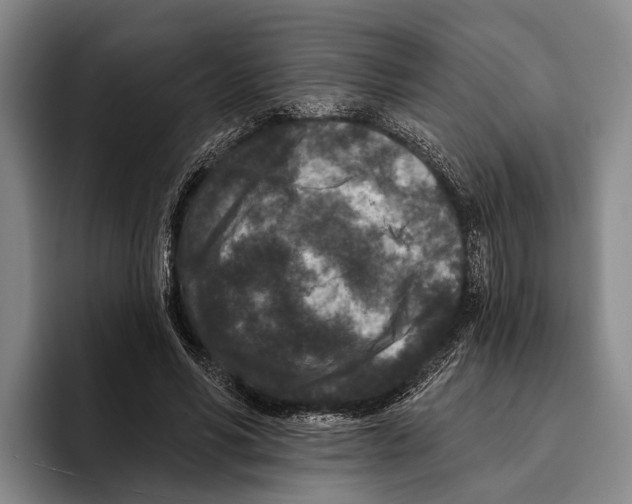 X0000096130590200802151315