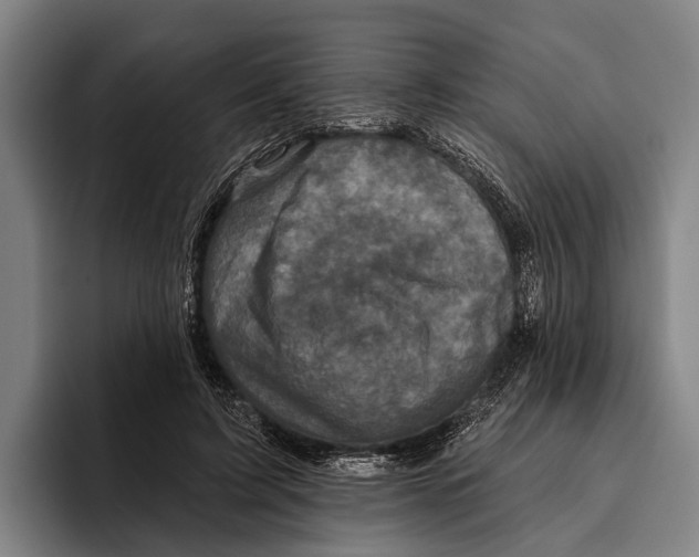 X0000096130595200802151315