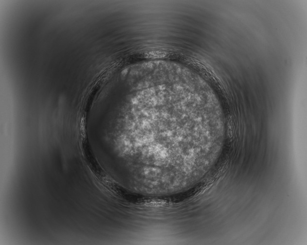 X0000096130598200802151315