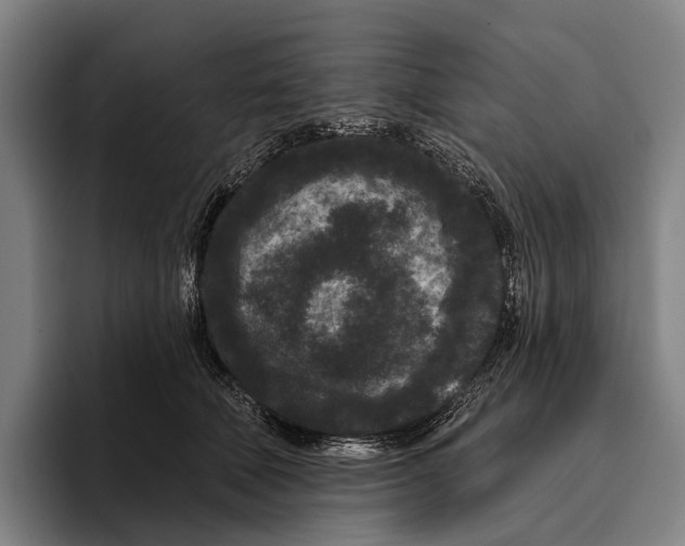 X0000096130610200802151315