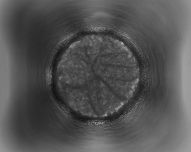 X0000096130640200802151314