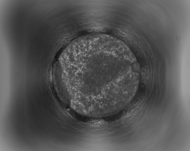 X0000096130642200802151314