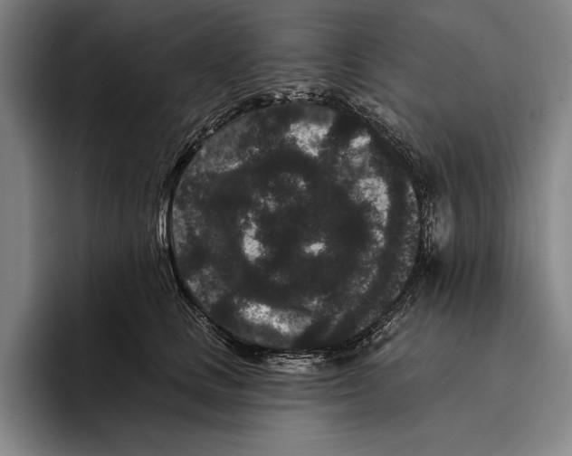 X0000096130661200802151315