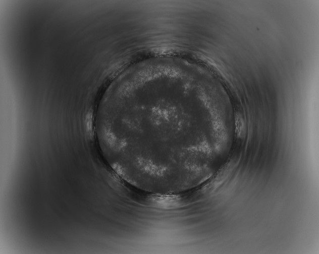 X0000096130670200802151315