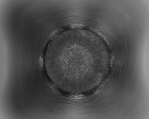 X0000096130716200802151314