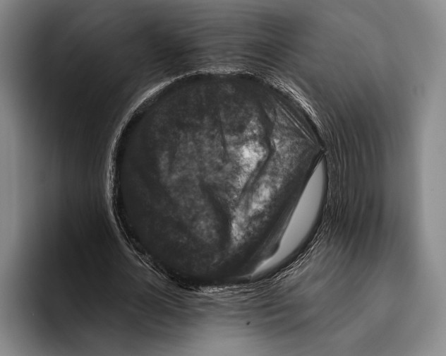 X0000096130724200802151313