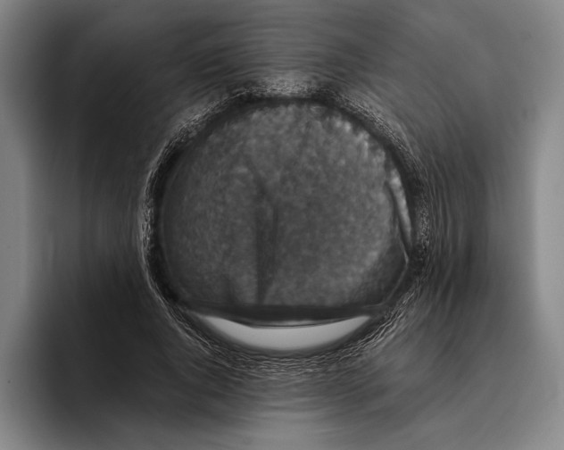 X0000096130736200802151313