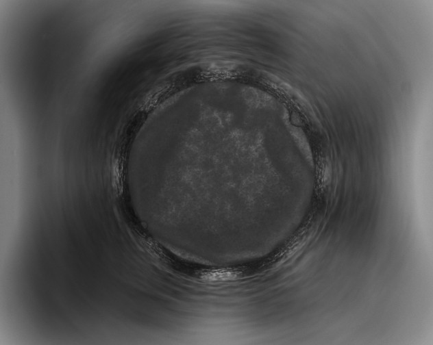 X0000096130759200802151314