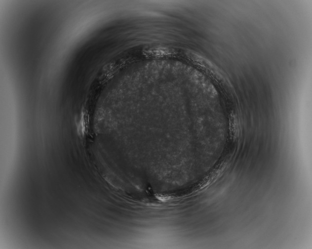 X0000096130760200802151314