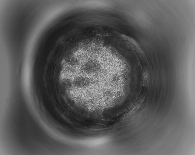 X0000096130765200802151314