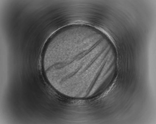 X0000096130783200802151313