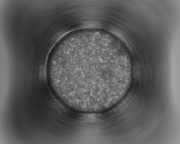 X0000096130828200802151312