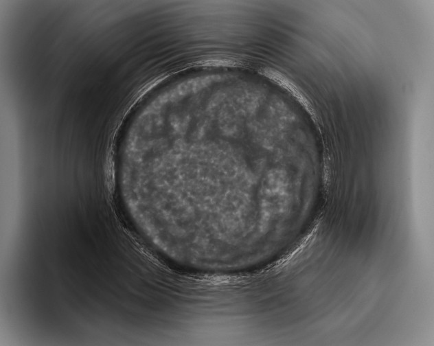 X0000096130829200802151312