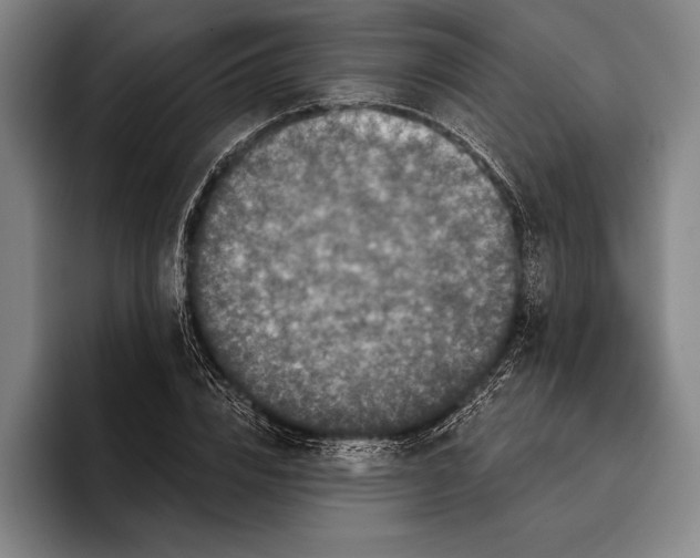 X0000096130832200802151312