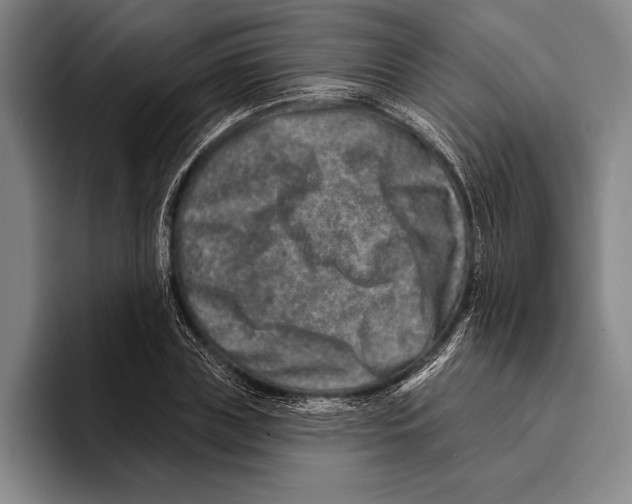 X0000096130835200802151312