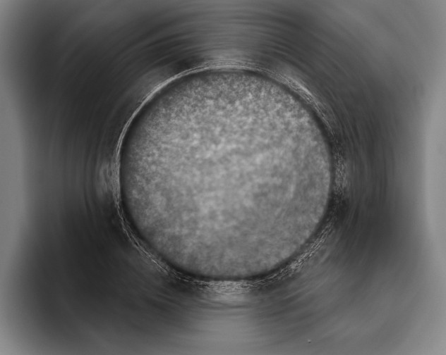 X0000096130836200802151312