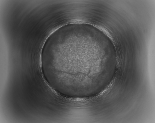 X0000096130839200802151312