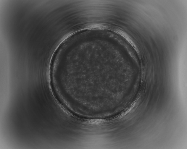 X0000096130853200802151312