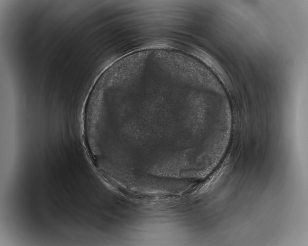 X0000096130858200802151312