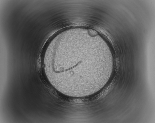 X0000096130875200802151312