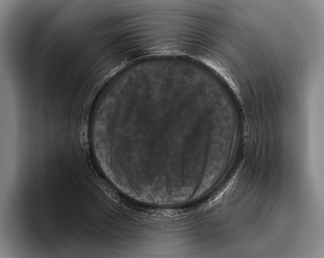 X0000096130881200802151312