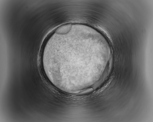 X0000096130928200802151311