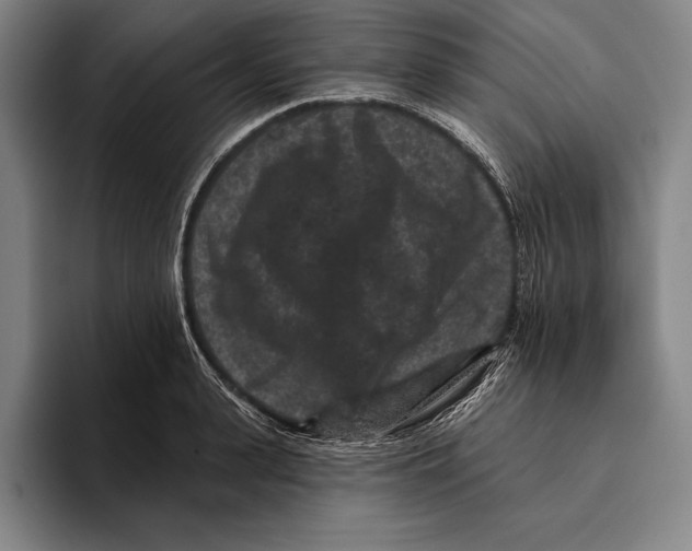 X0000096130943200802151311