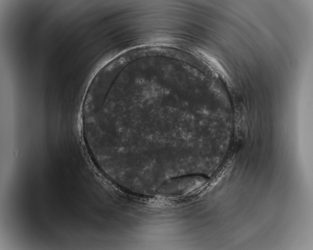 X0000096130944200802151311