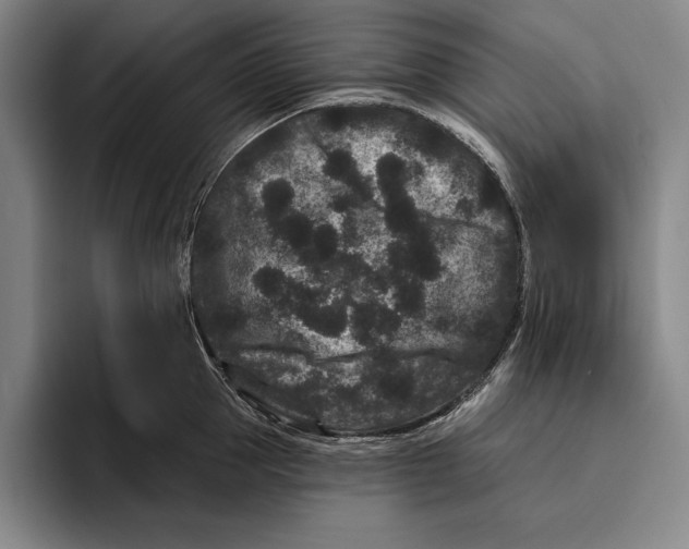 X0000096130953200802151311