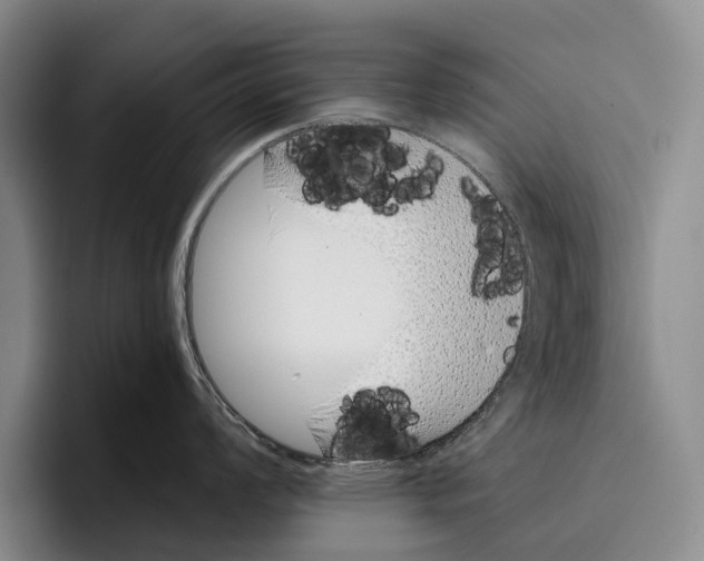 X0000096131008200802151310