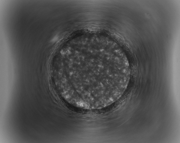 X0000096131009200802151309