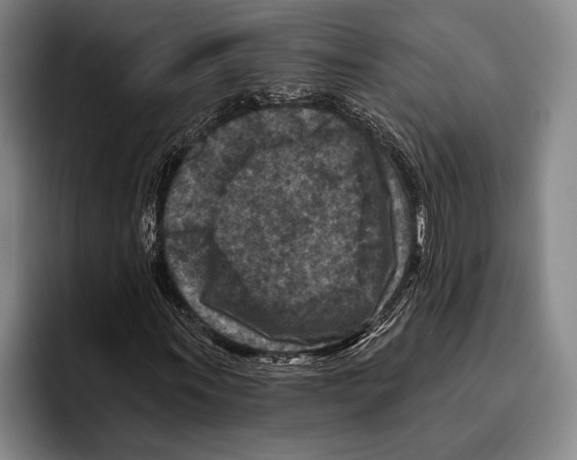 X0000096131011200802151309