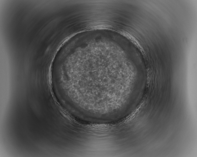 X0000096131031200802151310