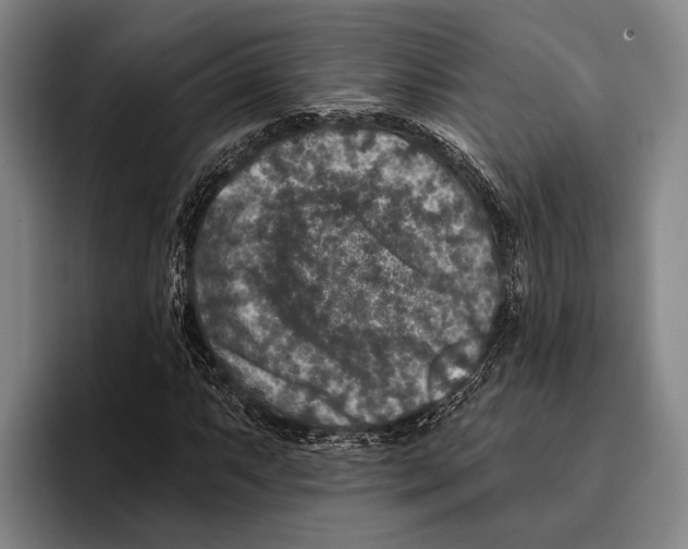 X0000096131063200802151309