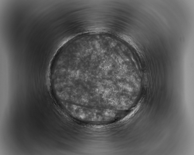 X0000096131071200802151309