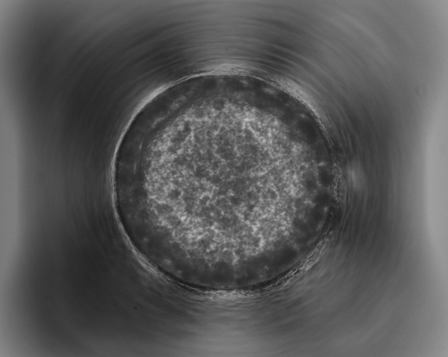 X0000096131087200802151309